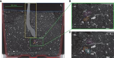 3D segmentation of plant root systems using spatial pyramid pooling and locally adaptive field-of-view inference